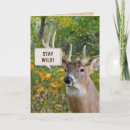 Search for deer birthday cards Forest