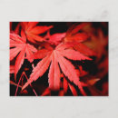 Search for maple leaves postcards Red