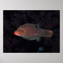 Search for puffer posters Sea life