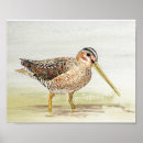 Search for snipe Bird