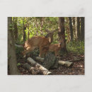 Search for deer baby postcards Nature