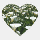 Search for calla lily flower stickers Leaves