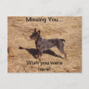 Search for heelers postcards Australian