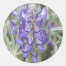 Search for lupine flower stickers Wildflower