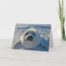 Search for seal cards Animal