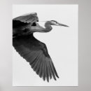 Search for black blue posters Nature
