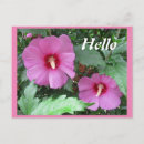 Search for hibiscus flower postcards Photography