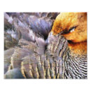 Search for cute duck posters Birds