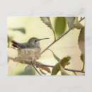 Search for nest postcards Branch