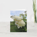 Search for bell cards Roses