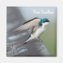 Search for swallows magnets Wildlife