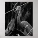 Search for wildlife photography posters Birds