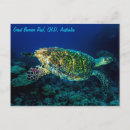 Search for hawksbill Turtles