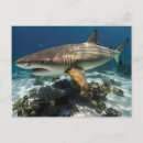 Search for blue shark postcards Sharks