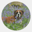 Search for bluebell stickers Dog
