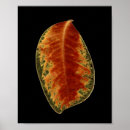 Search for colorful autumn leaves posters Nature