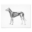 Search for dog anatomy posters Canine