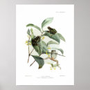 Search for tree frog art Wildlife