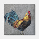 Search for rooster magnets Chicken