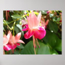 Search for fuschia art Flowers