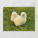 Search for funny easter postcards Animals