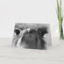 Search for ostriches cards Nature