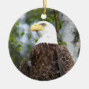 Search for eagle photography Birds of prey