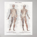 Search for organ anatomy posters Anatomical
