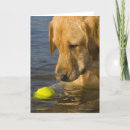 Search for motion cards Animal