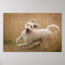 Search for large breed posters Goldendoodle