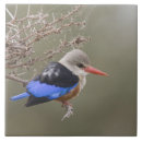 Search for kingfisher tiles Wildlife