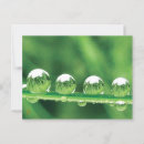 Search for dew drops postcards Beautiful