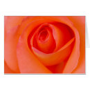 Search for rose macro Blossom