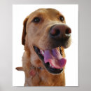 Search for woof art Animal