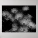 Search for contrasting posters Flower