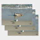 Search for seal wrapping paper Wildlife