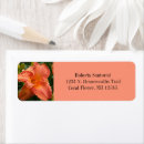 Search for daylily return address labels Hemerocallis