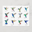 Search for colourful bird art postcards Hummingbird