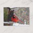 Search for birds watching business cards Songbird