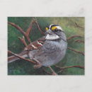 Search for backyard birds horizontal postcards Wildlife