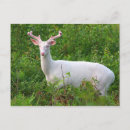 Search for albino Deer