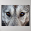 Search for wolf pup posters Dogs