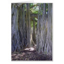 Search for banyan Tropical