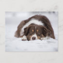 Search for tri postcards Dog