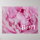 Search for peony posters Pink
