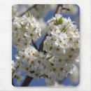 Search for purity electronics Nature