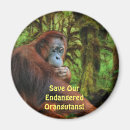 Search for apes magnets Orangutans