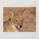 Search for desert animals postcards Coyote