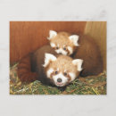 Search for cute baby panda postcards Bear