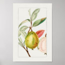 Search for guava posters Botanical